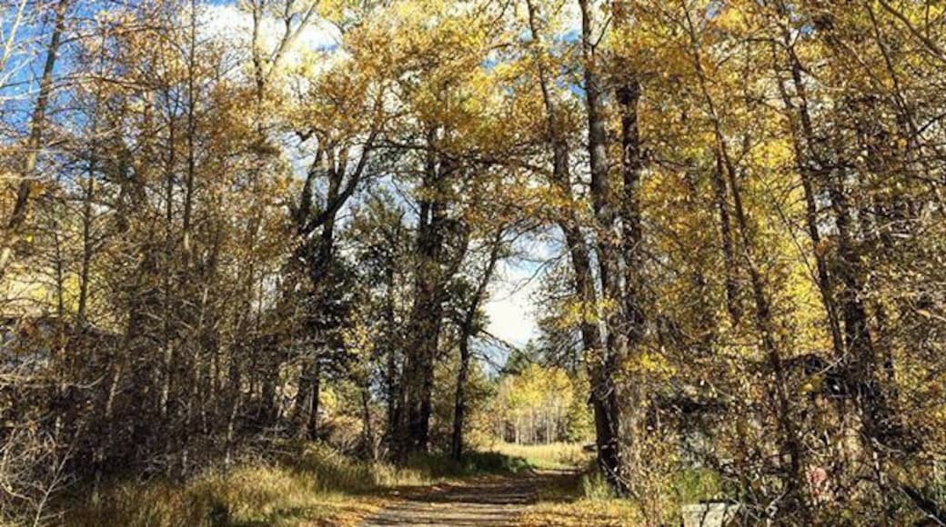 I love #fall #autumn in #colorado yay #yellow #leaves #đ #đ #nofilter