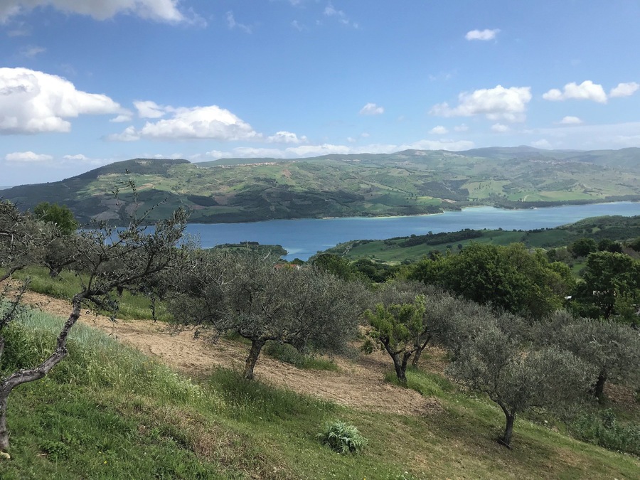 Olives trees and lake