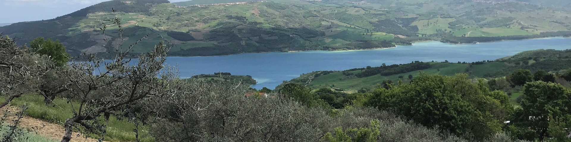 Olives trees and lake
