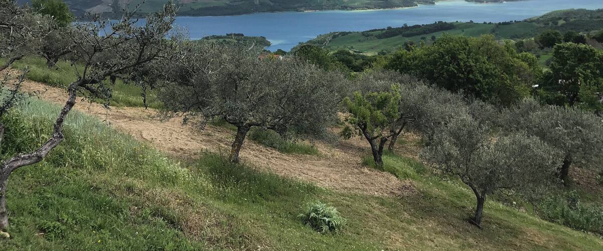 A coastal landscape with rolling hills, a body of water, and olive trees.