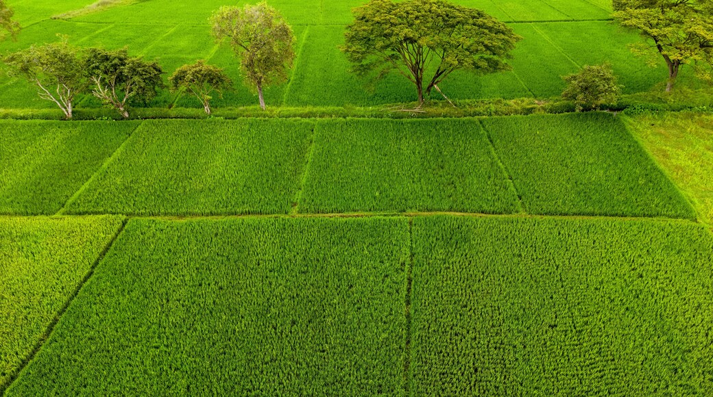 Aerial view of paddy fields In rural India.