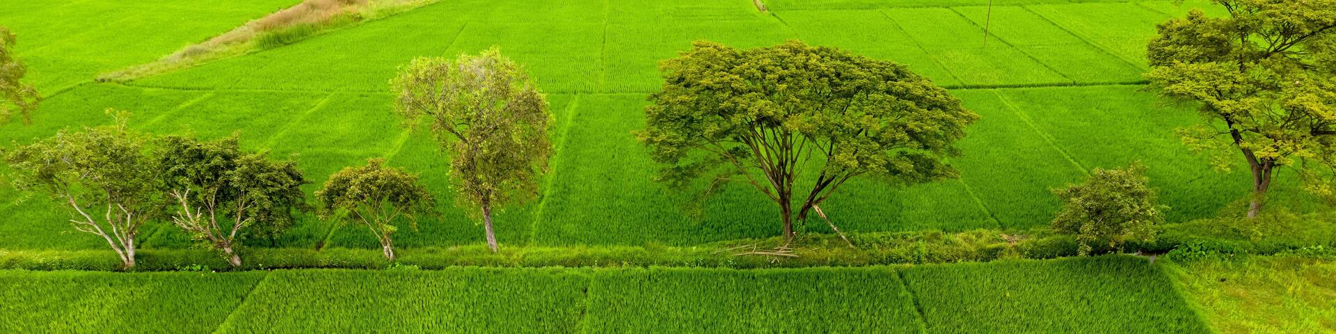 Aerial view of paddy fields In rural India.