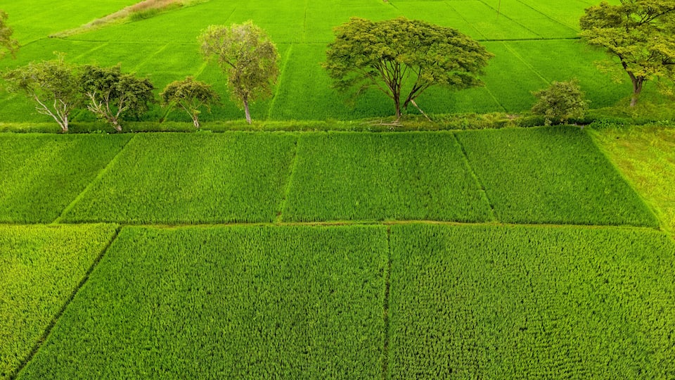 A lush green agricultural landscape with terraced fields and scattered trees.