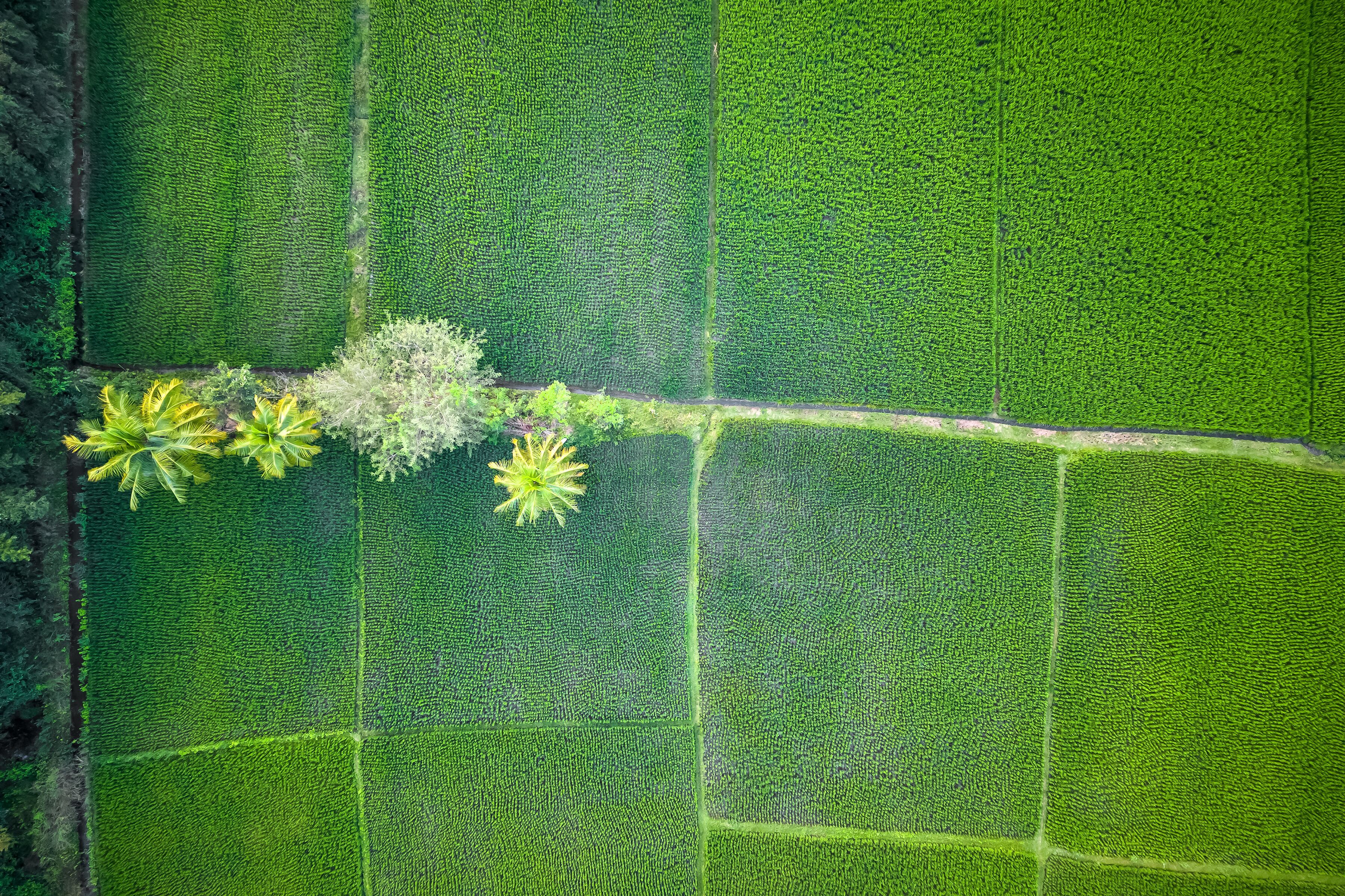 Aerial top down view of lush green paddy fields in rural India.