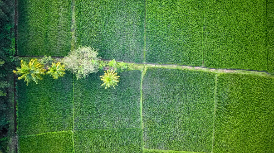 Aerial top down view of lush green paddy fields in rural India.