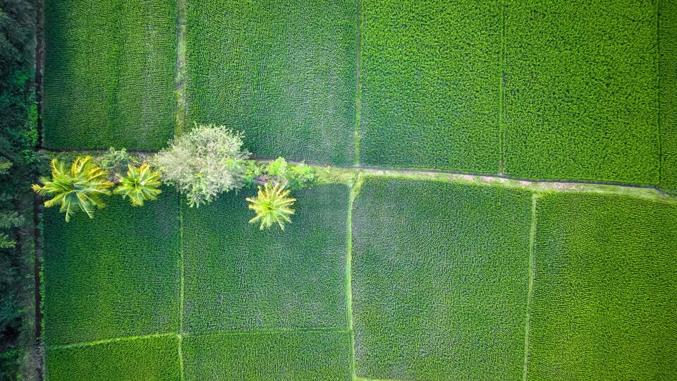 An aerial view of a lush green rice paddy field with distinct irrigation channels.