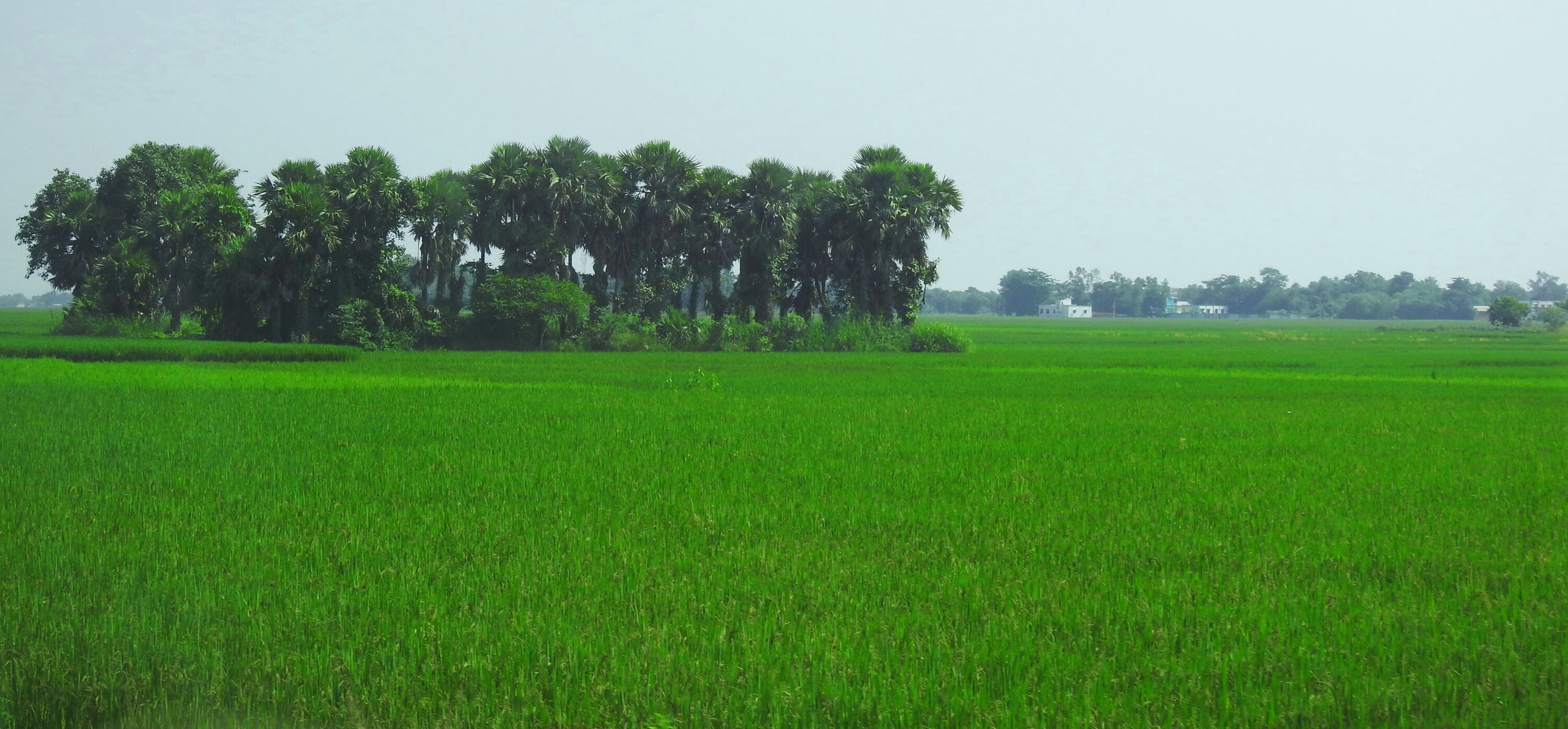 bengal village green paddy field