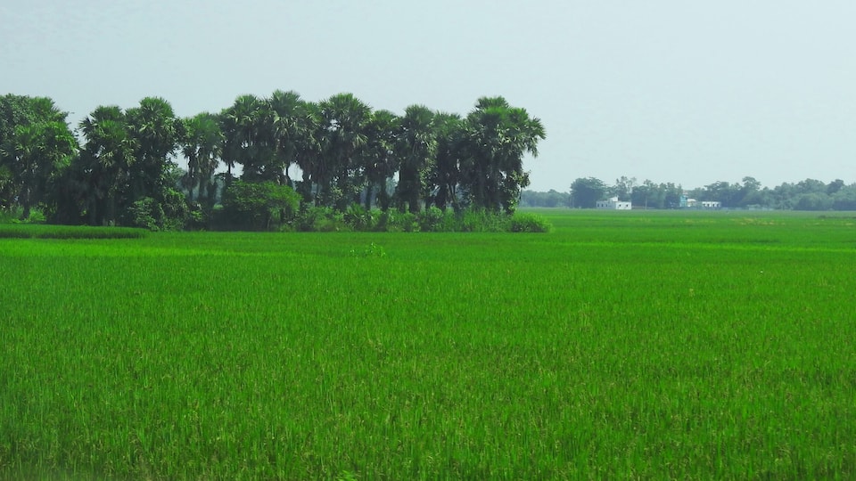 A vast green field with a cluster of tall palm trees in the background.