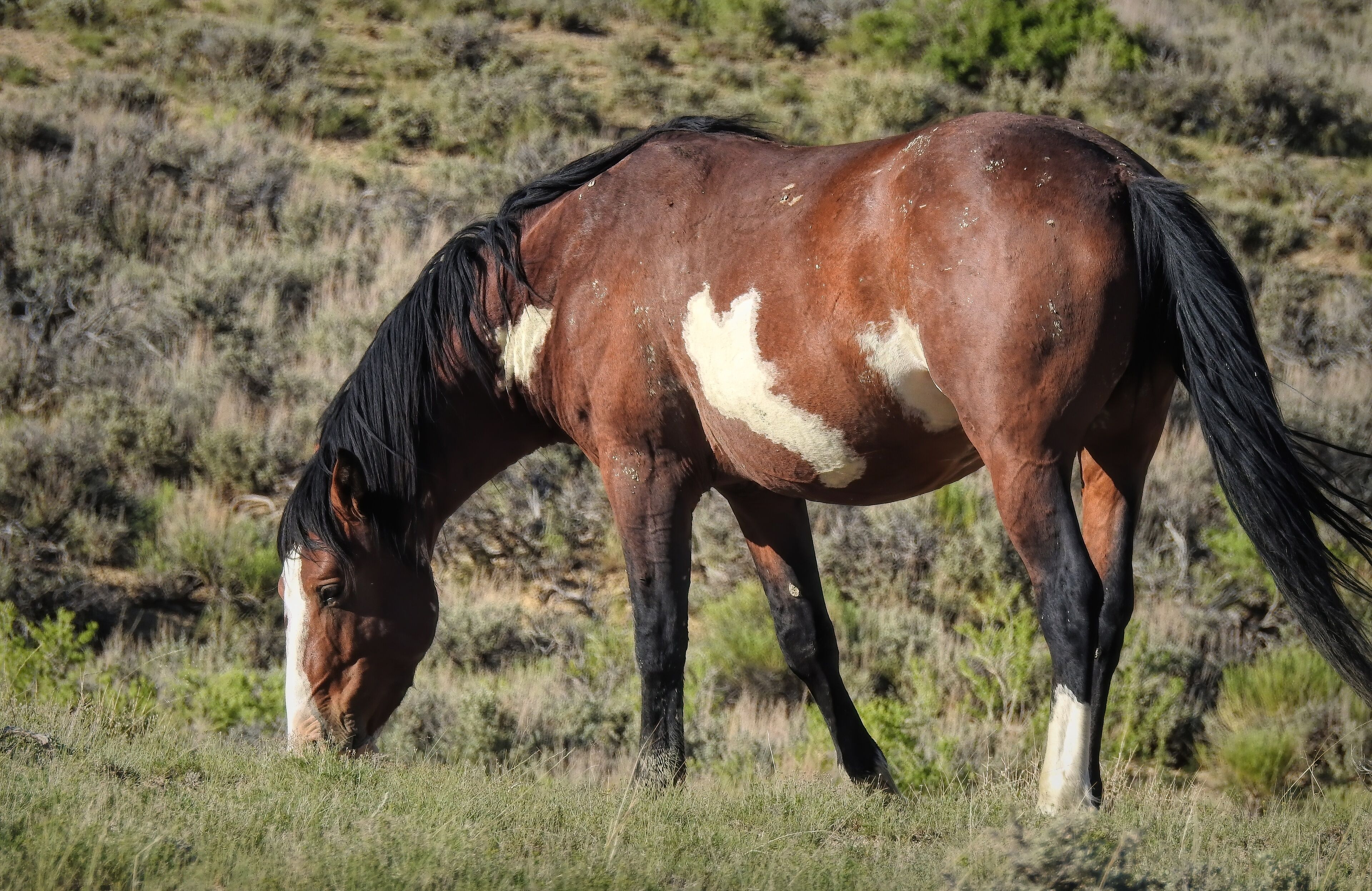 Santa Fe - Brown and White Pinto Paint Mustang Wild Horse of the Sand Wash Basin in Maybell, Colorado