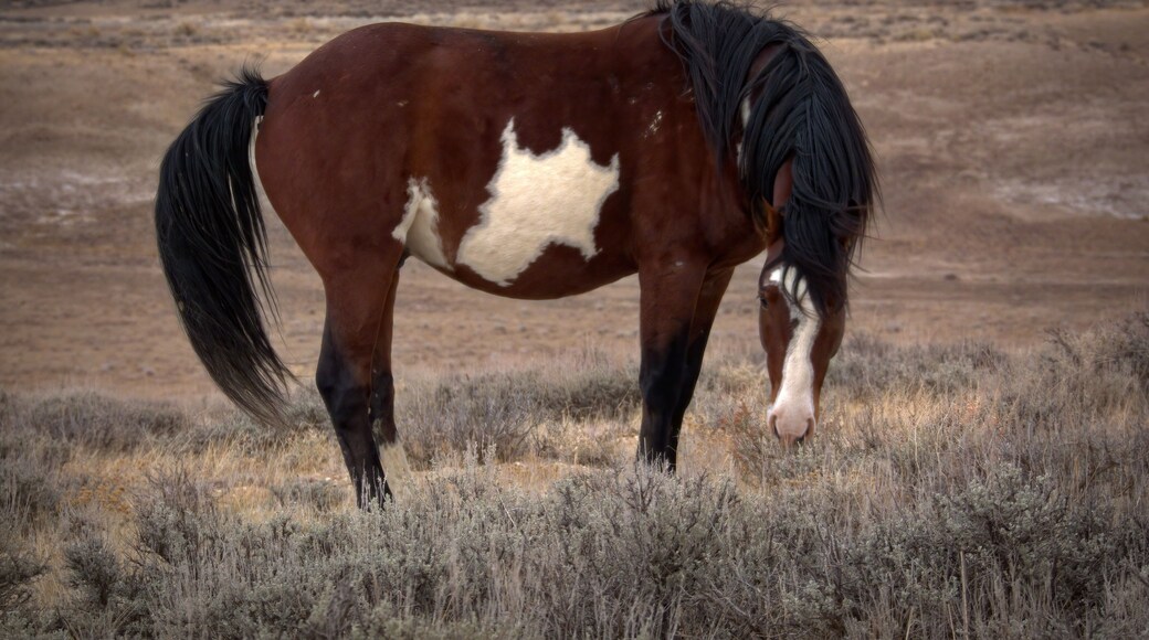 Santa Fe - Brown and White Pinto Paint Mustang Wild Horse of the Sand Wash Basin in Maybell, Colorado