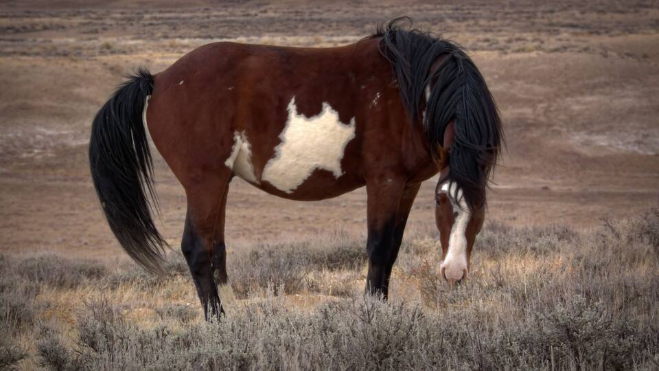 A horse with a white patch on its side standing in a grassy field.