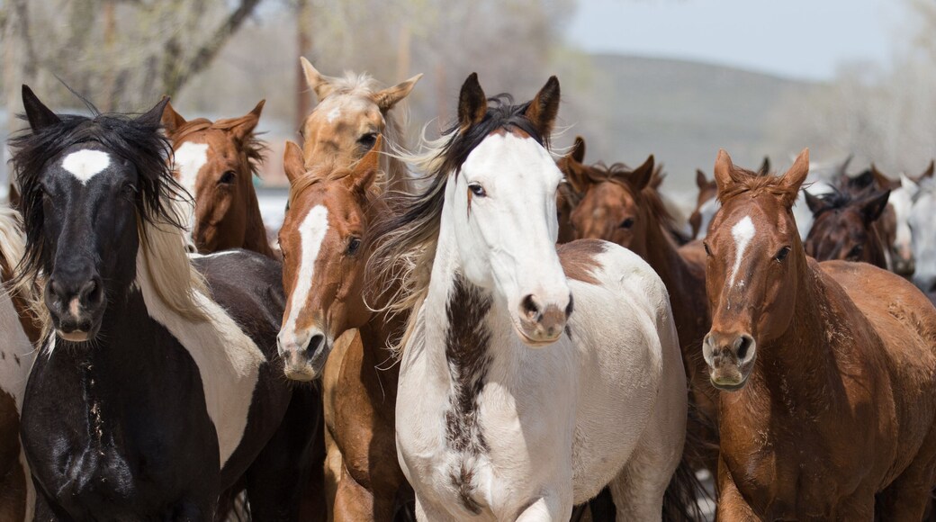 Ranch horses run down the street of Maybell.