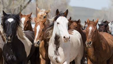 Ranch horses run down the street of Maybell.