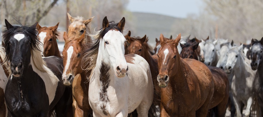 Ranch horses run down the street of Maybell.