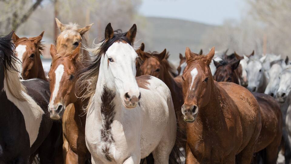 A herd of horses in a field with trees in the background.