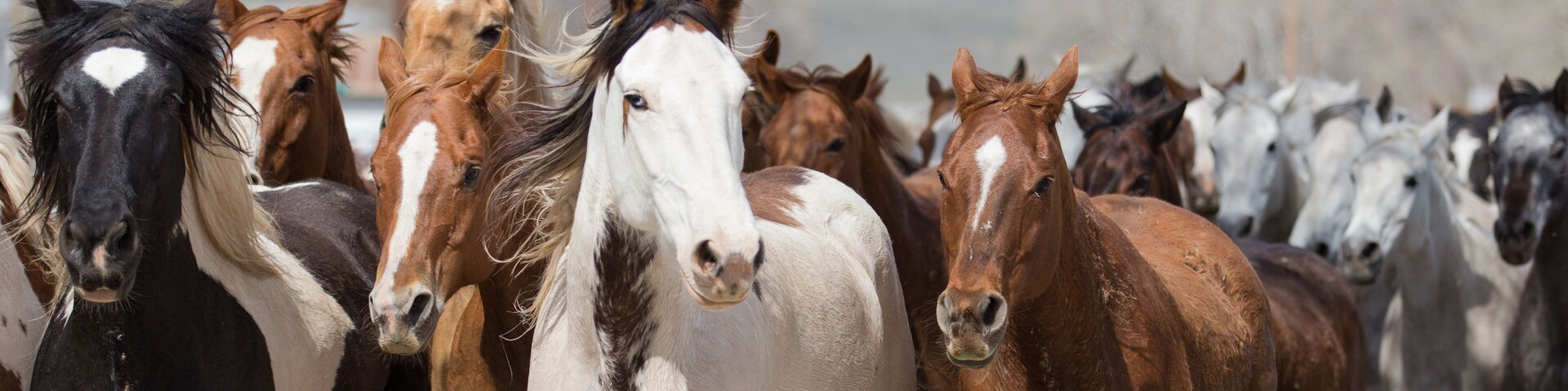 Ranch horses run down the street of Maybell.