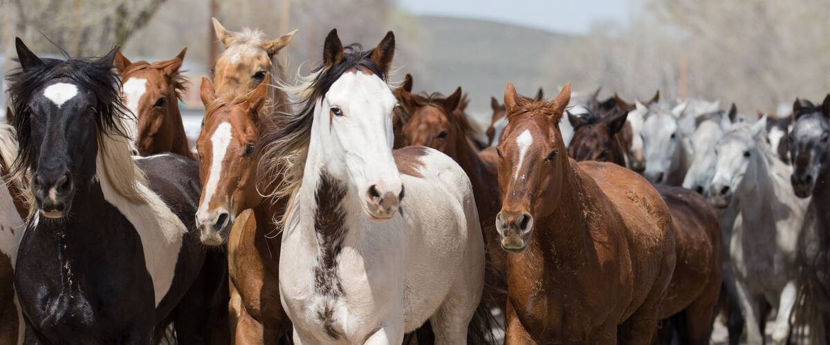 Ranch horses run down the street of Maybell.