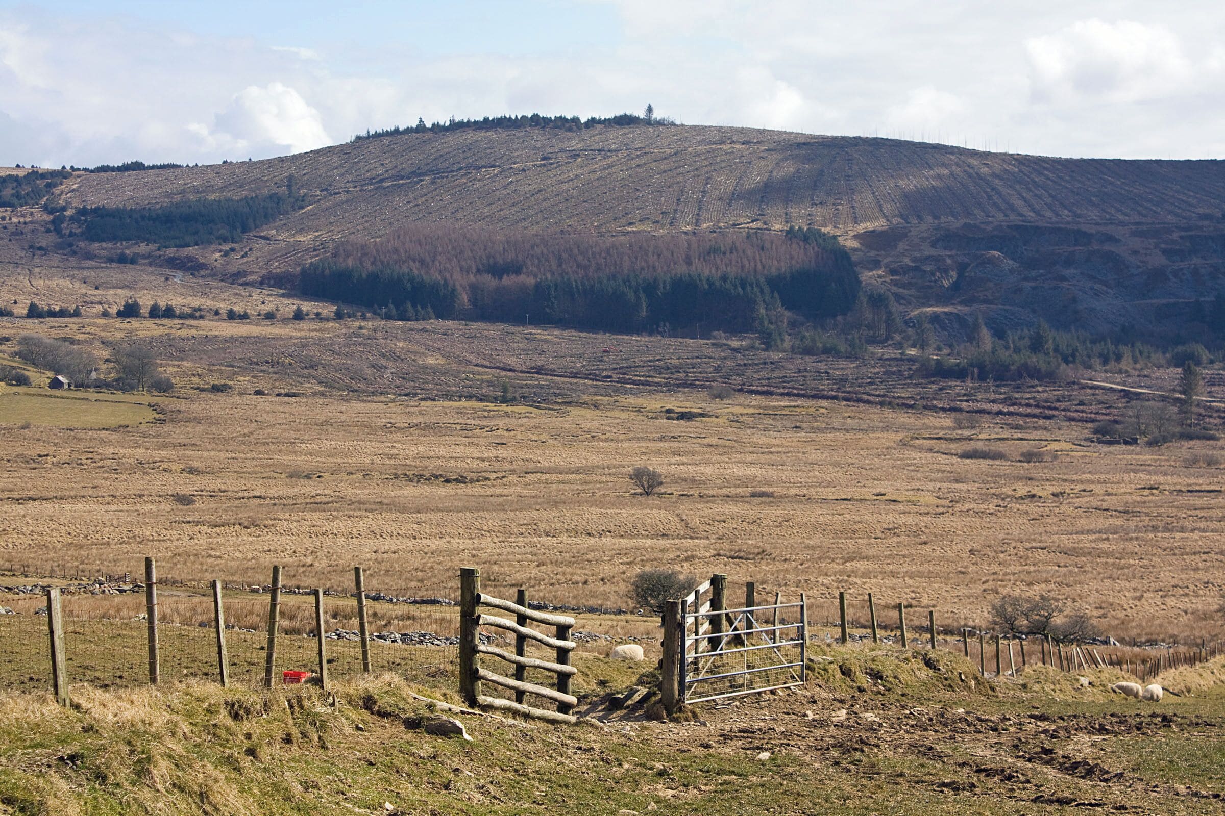 Forestry above Rosebush