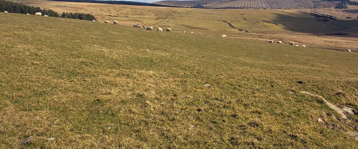 Pasture on the slopes of Foel Eryr Moel Cwmcerwyn, the highest point in the Preseli Hills, is on the right horizon.