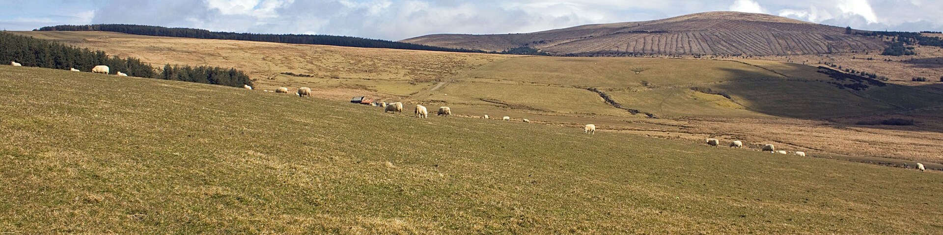 Pasture on the slopes of Foel Eryr Moel Cwmcerwyn, the highest point in the Preseli Hills, is on the right horizon.