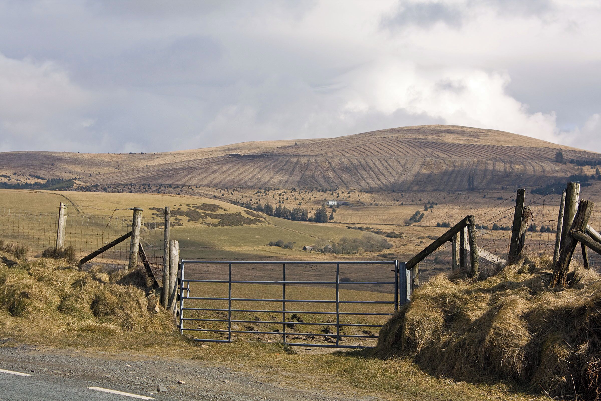 Preseli pasture The farmhouse in the centre distance is Pantmaenog (SN06413048) which gives its name to the clear-felled plantation on the hillside behind it.