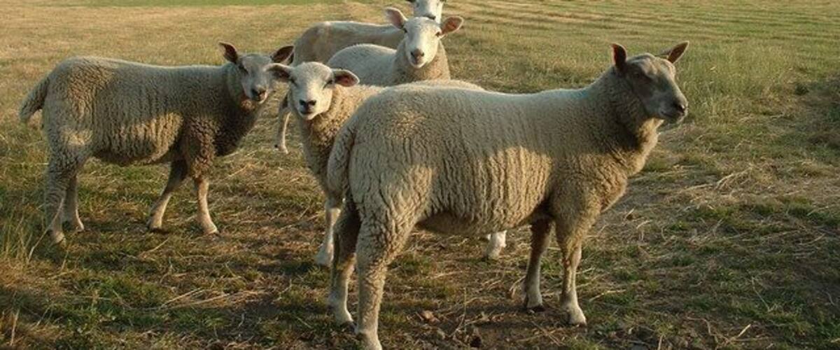 Sheep at Bramley Farm. I took the opportunity to explain Geograph to them. They were enthralled, as you can see from their expressions. Looking south west - Hope Mountain is in the distance.