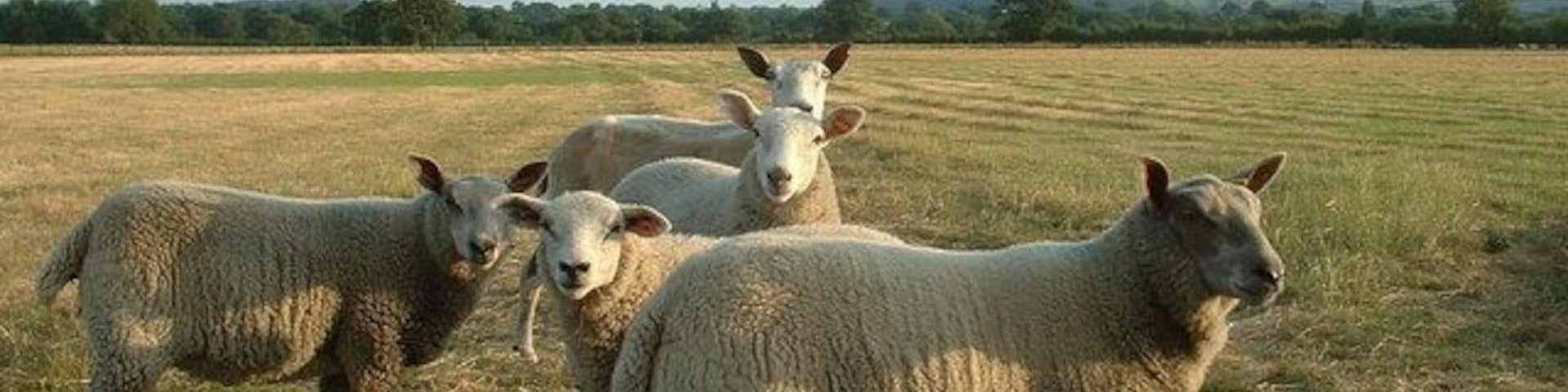 Sheep at Bramley Farm. I took the opportunity to explain Geograph to them. They were enthralled, as you can see from their expressions. Looking south west - Hope Mountain is in the distance.