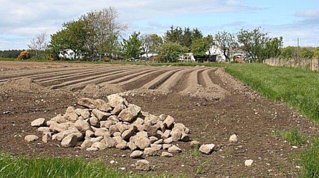 Bogalee It seems amazing that after this land has been farmed for millennia, there can still be so many boulders to remove before planting the seed potatoes. The croft of Bogalee, beyond the field, is on the edge of the grid square.