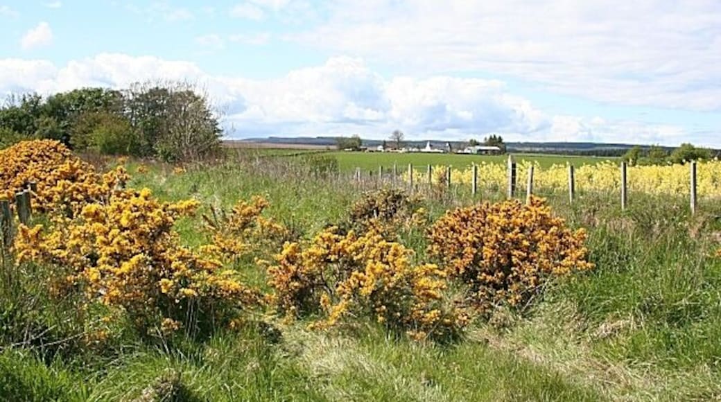 Railway Embankment The whins (gorse) in the foreground is growing on the track bed of the former railway from Garrowood to Portsoy and Banff. The buildings in the middle distance is Bogalee.