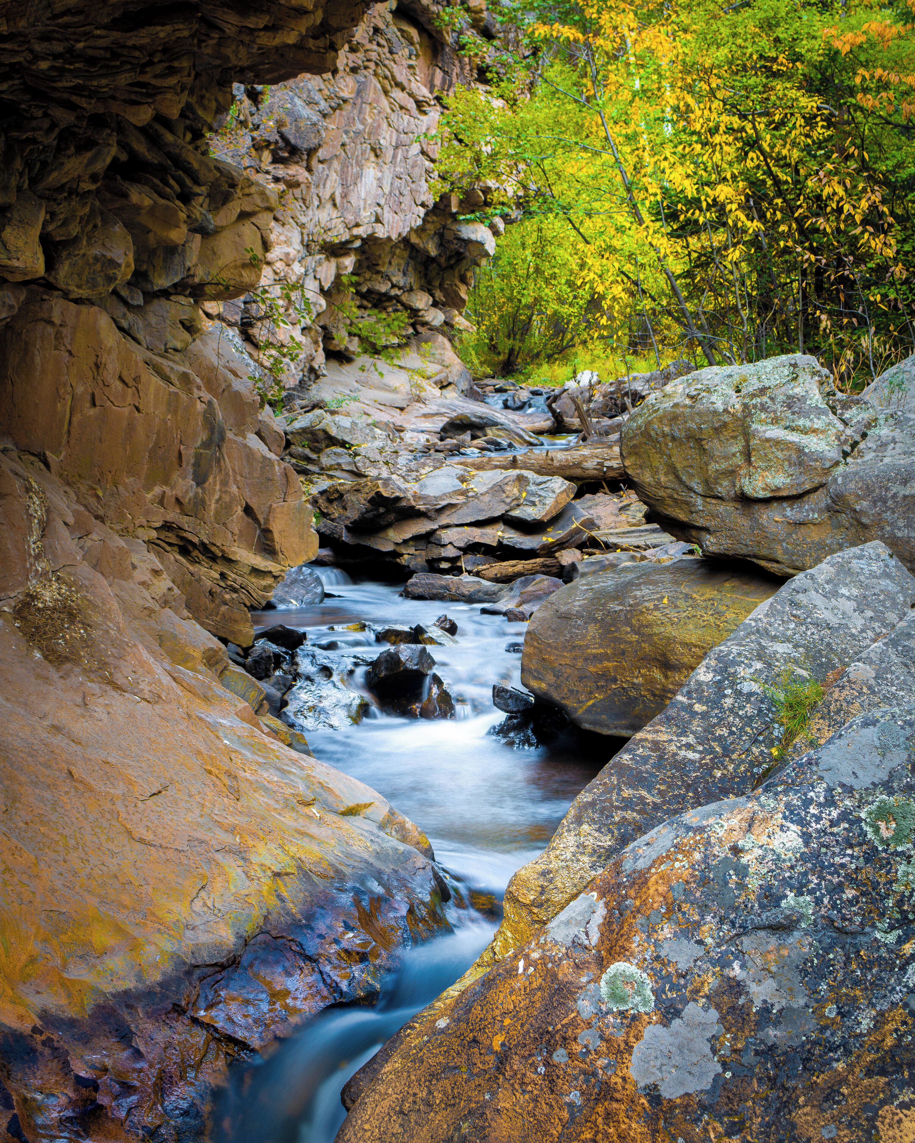Fall colours along Elk Creek. 