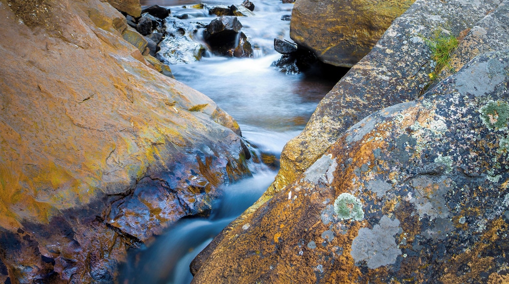 Fall colours along Elk Creek.