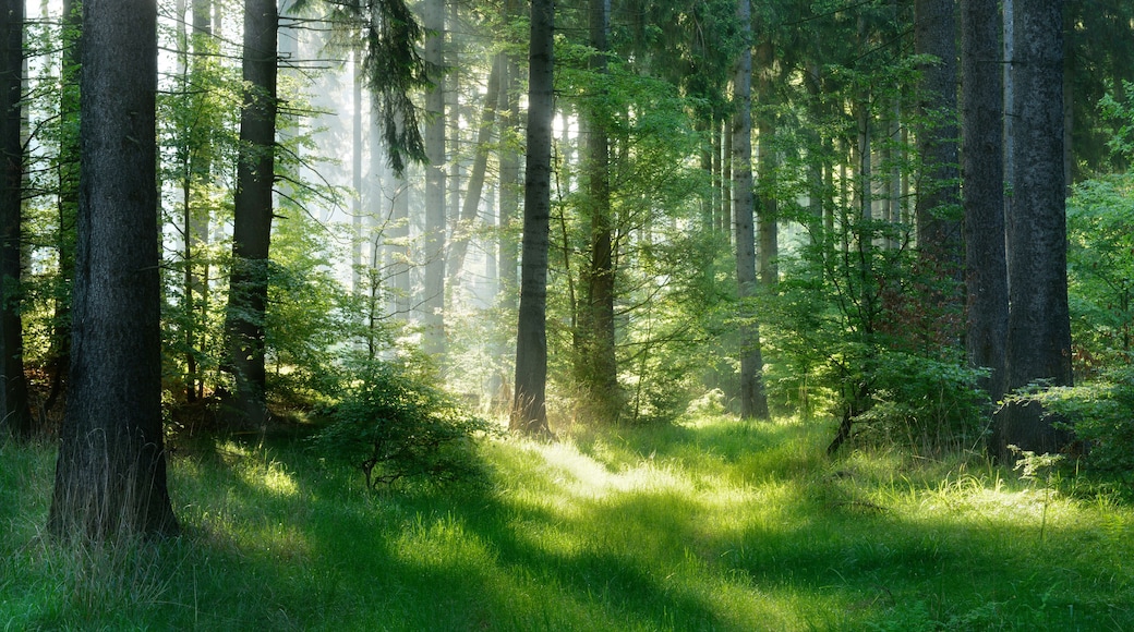 Natural Forest of Spruce Trees, Sunbeams through Fog create mystic Atmosphere