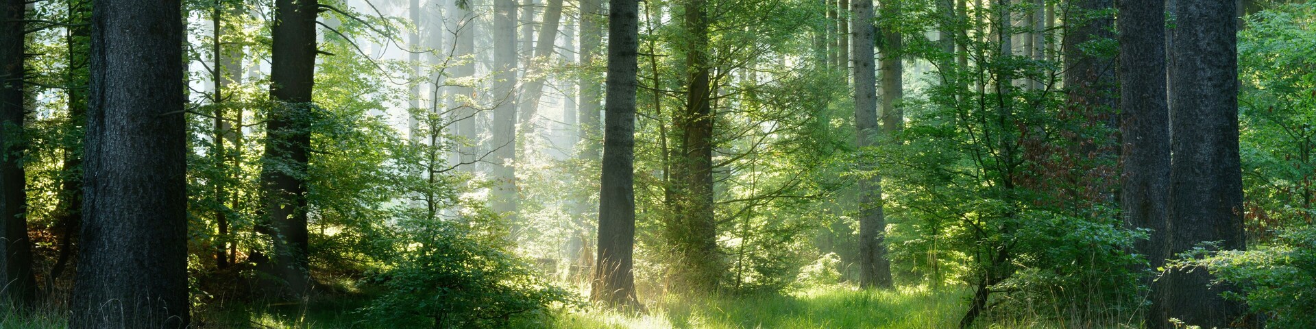 Uma floresta densa com árvores altas e luz do sol filtrando pela copa.