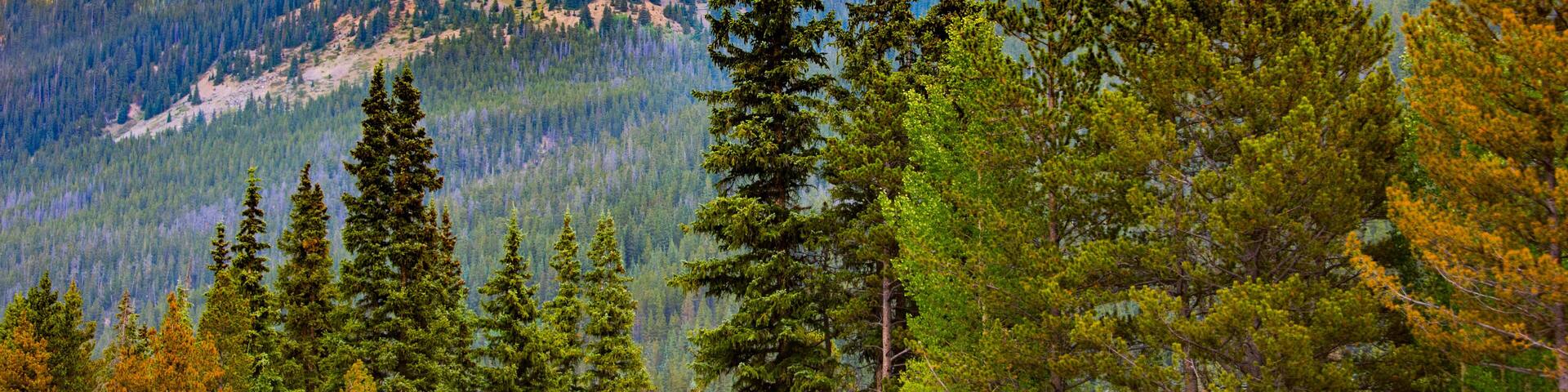 Mountain Pine Trees Banner