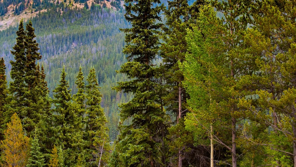 A dense forest with tall evergreen trees and a mountain range in the background.