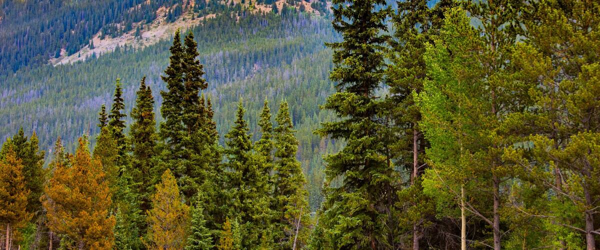 A dense forest with tall evergreen trees and a mountain range in the background.