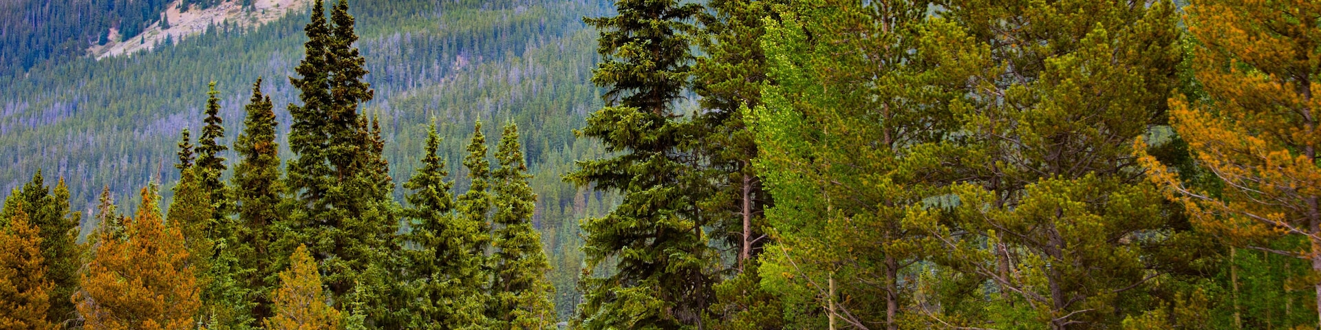 A dense forest with tall evergreen trees and a mountain range in the background.