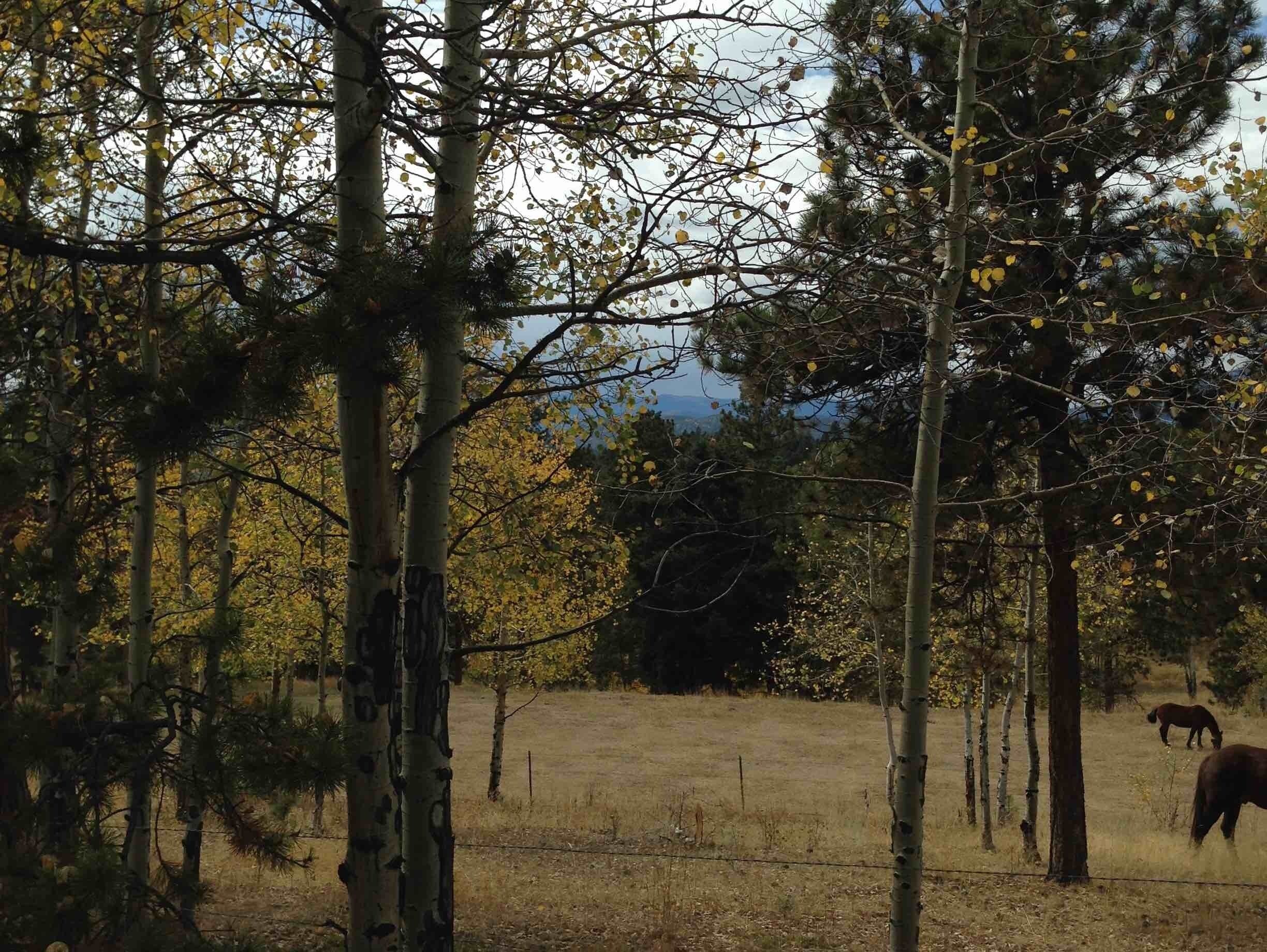 A beautiful scenic, autumn drive through parts of Conifer, CO. (You can see our majestic Rocky Mtns. peeking through the cover of trees...