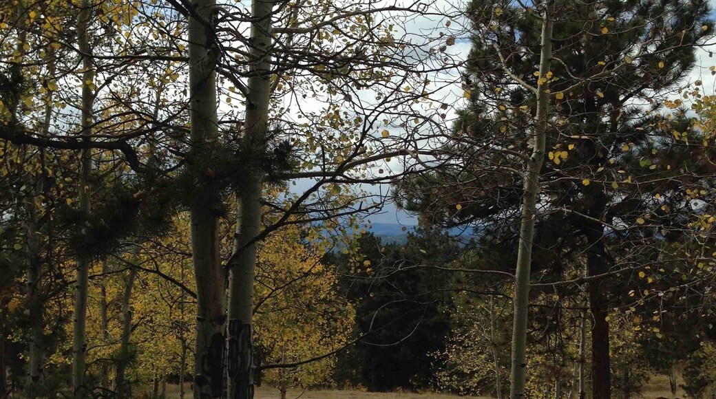 A beautiful scenic, autumn drive through parts of Conifer, CO. (You can see our majestic Rocky Mtns. peeking through the cover of trees...