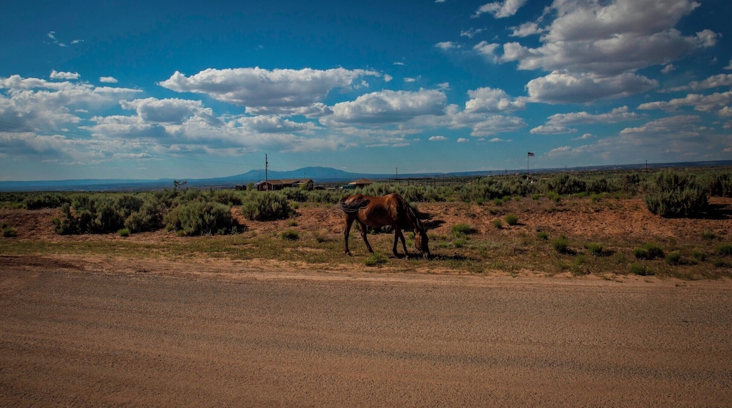 Somewhere near the 'Canyon of the Ancients' National Monument. Must drive carefully on these roads, horses & cows roam free in this part of the country.
#BvSApplication