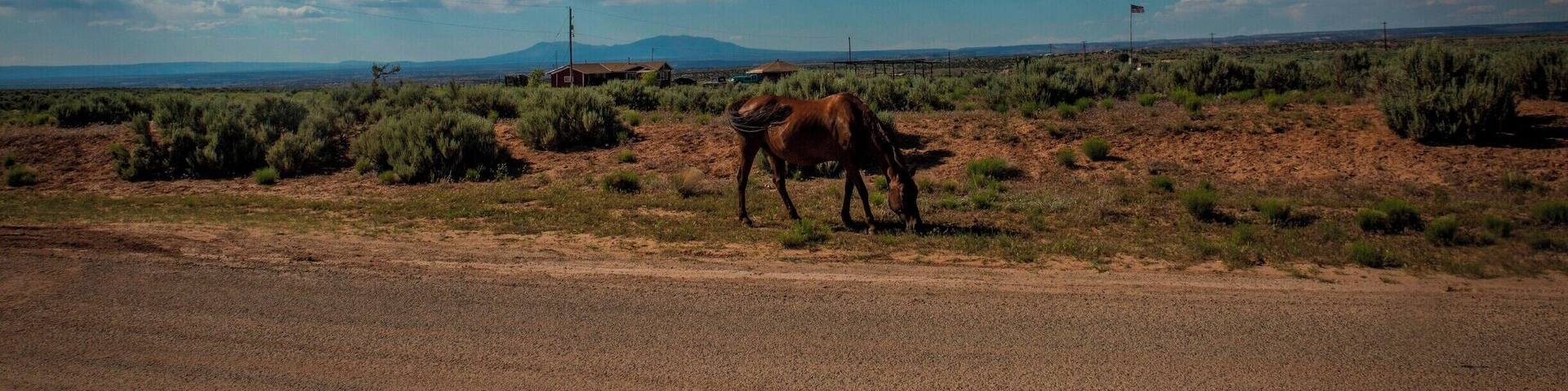 Somewhere near the 'Canyon of the Ancients' National Monument. Must drive carefully on these roads, horses & cows roam free in this part of the country.
#BvSApplication