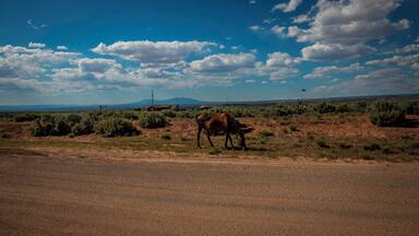 Somewhere near the 'Canyon of the Ancients' National Monument. Must drive carefully on these roads, horses & cows roam free in this part of the country.
#BvSApplication