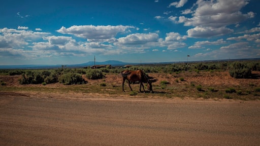 Somewhere near the 'Canyon of the Ancients' National Monument. Must drive carefully on these roads, horses & cows roam free in this part of the country.
#BvSApplication