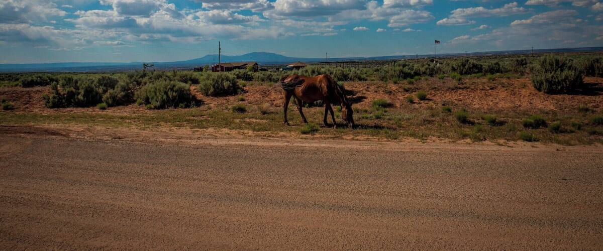 A horse grazing in a desert landscape with sparse vegetation and a clear blue sky.
