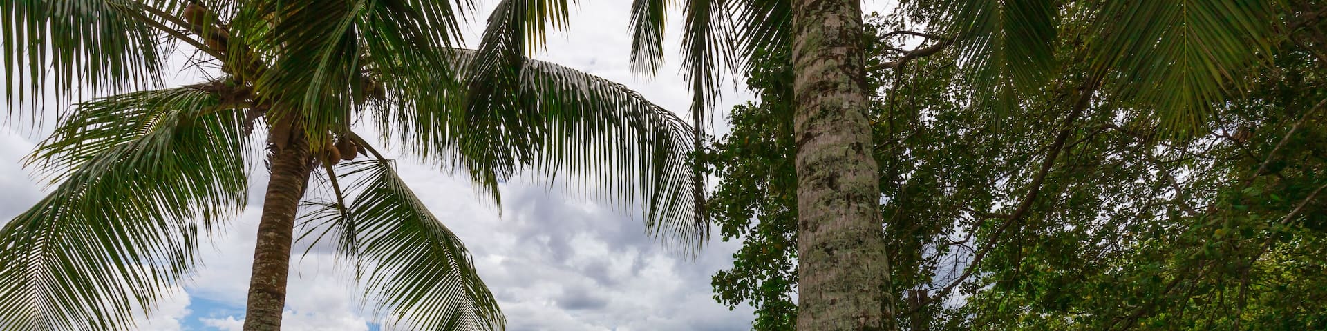 Dutch Cannon On The Shore Of Nieuw Amsterdam, Commewijne District In Suriname