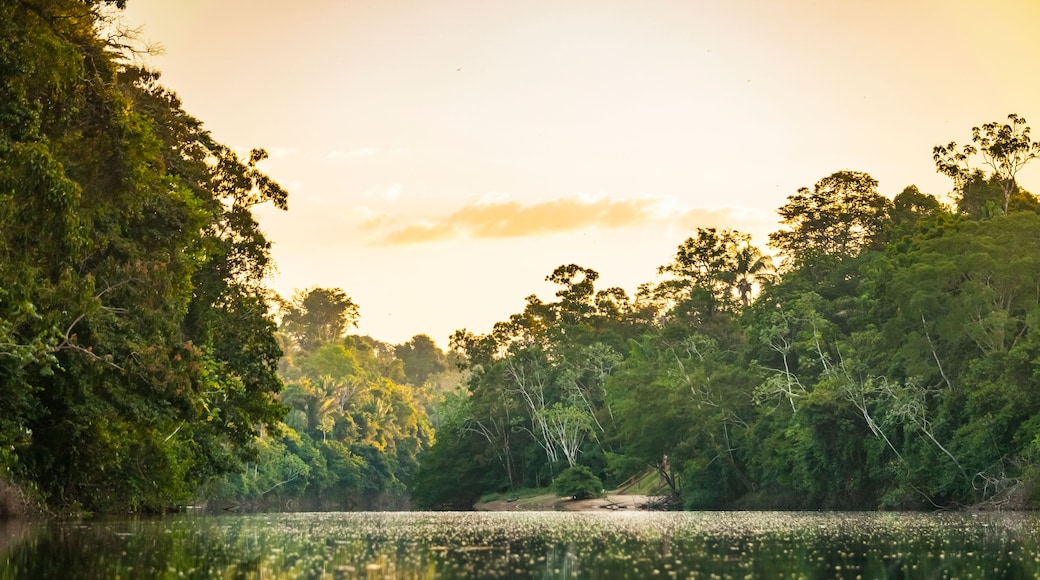 A serene river surrounded by dense forest with a clear sky.