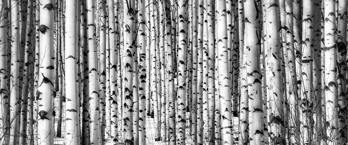 A wonderful grove of Aspens - you just can’t go wrong