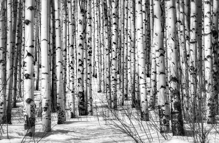 A wonderful grove of Aspens - you just can’t go wrong
