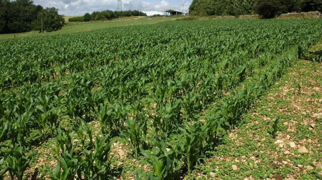 Maize crop, Oxpens Farm The Macmillan Way passes through this field of Maize near Oxpens Farm near Yanworth.