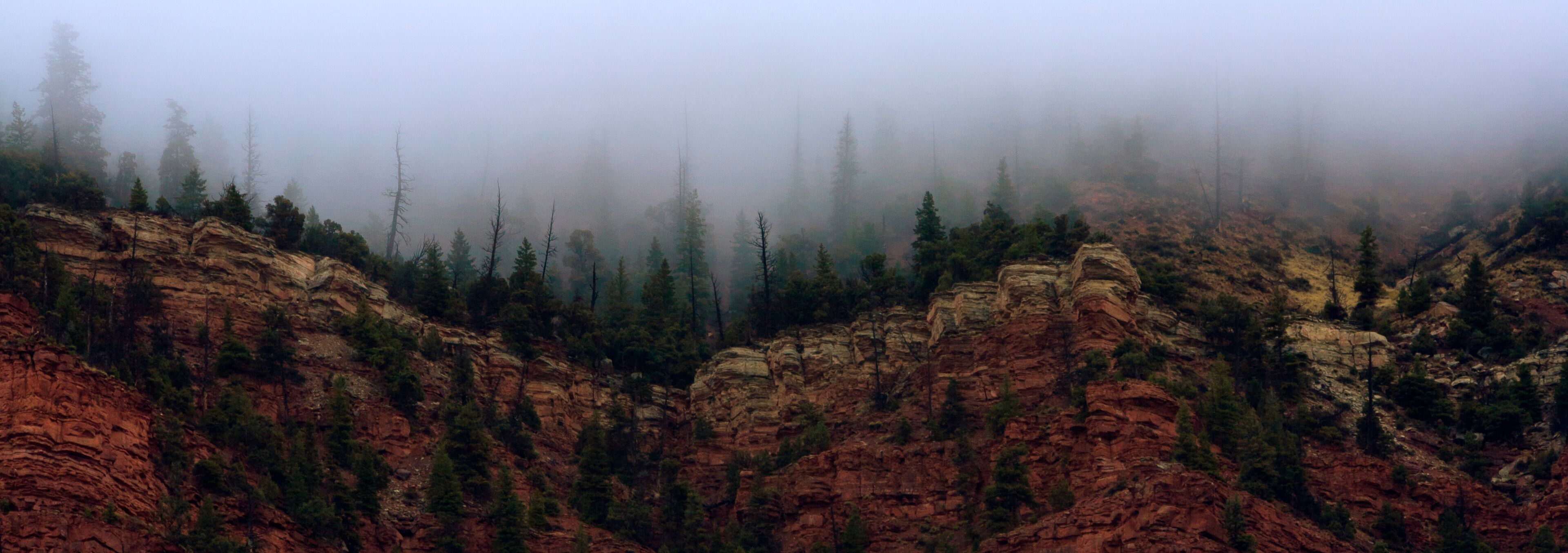 A rugged canyon with red rock formations and dense forest.